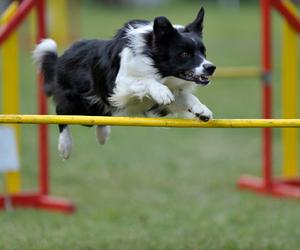 Border Collie Agility