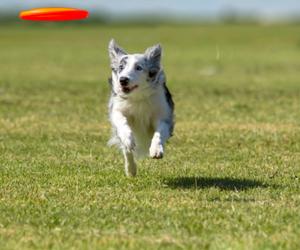 Collie og Frisbie