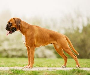 Boxer Profil