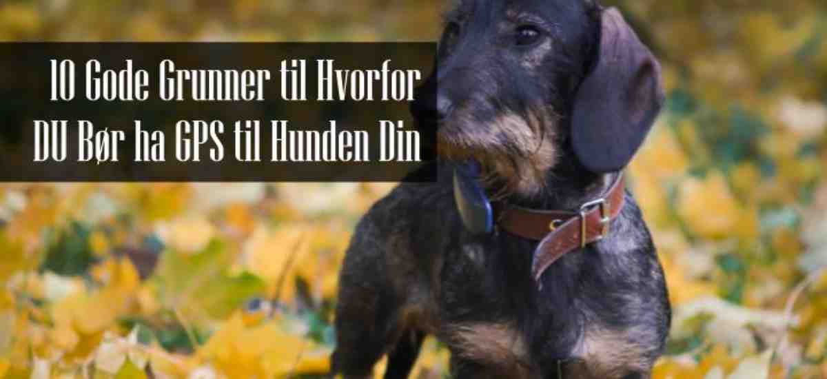 GPS Til Hund