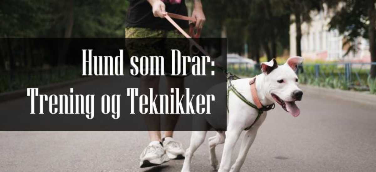 Hund som Drar