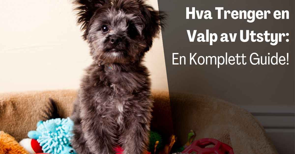 Hva Trenger en Valp av Utstyr