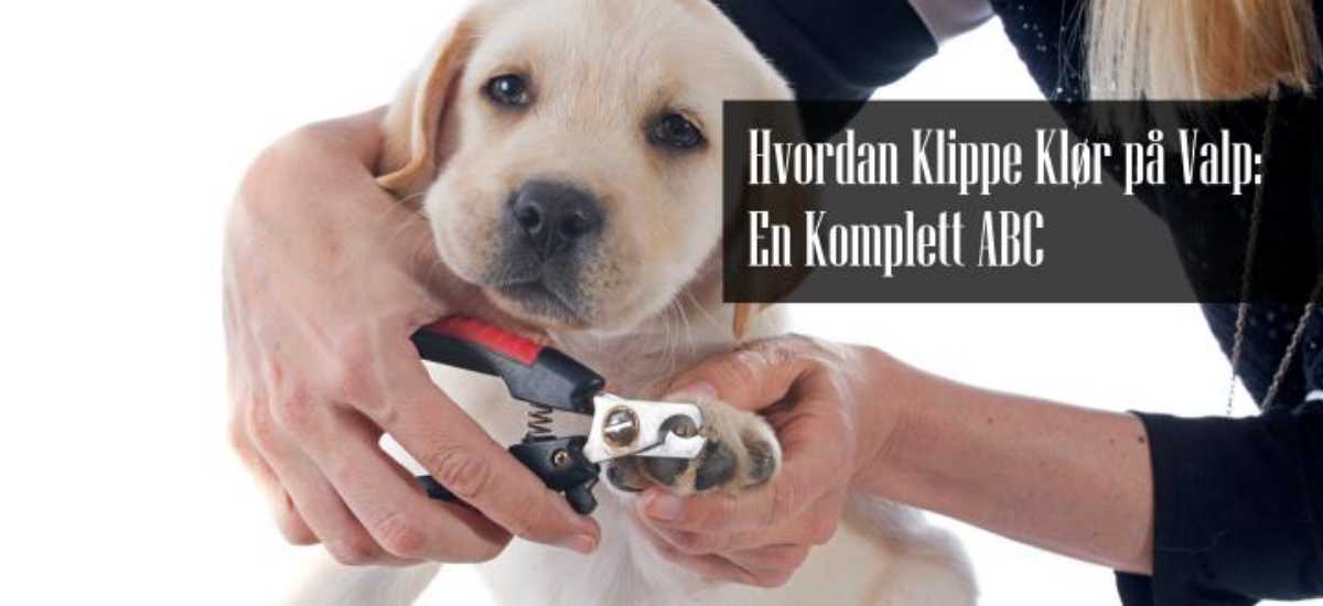 Hvordan Klippe Klør på Valp