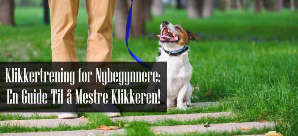 Klikkertrening for Nybegynnere