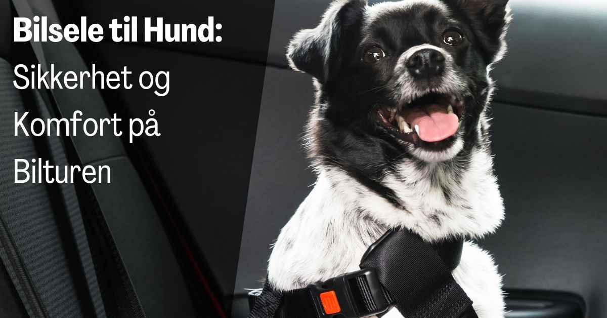 Bilsele til Hund