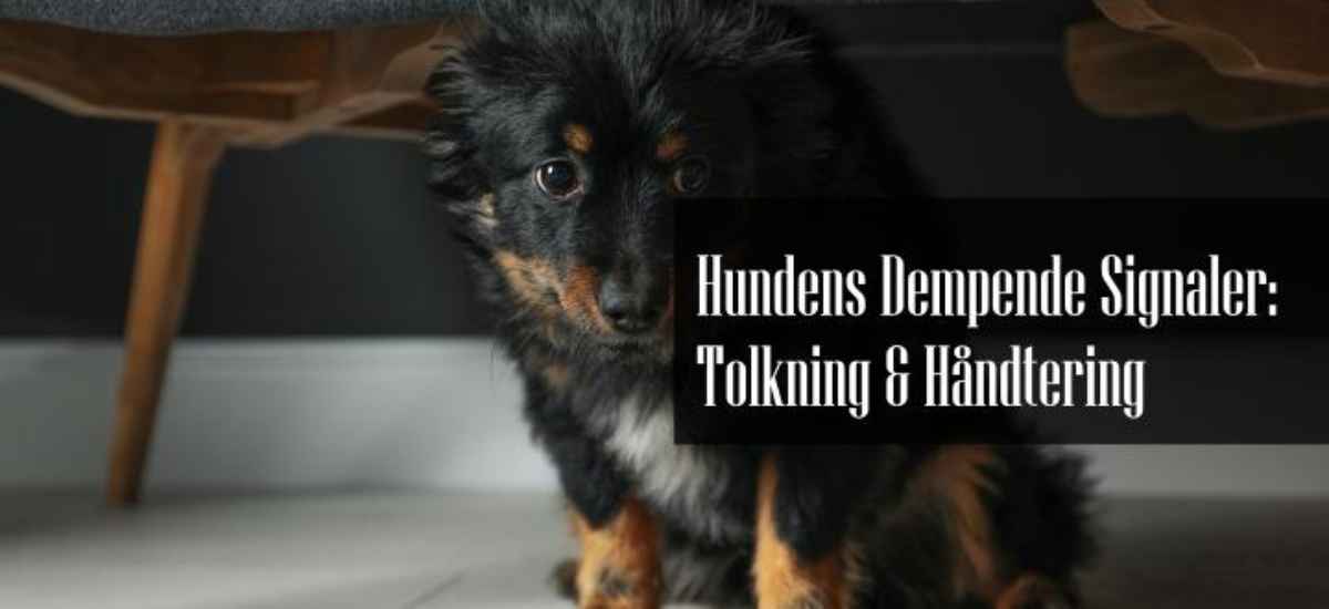 Dempende Signaler Hund