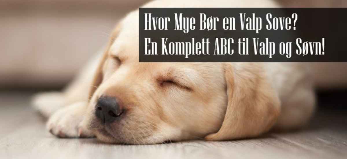 Hvor Mye Sover en Valp