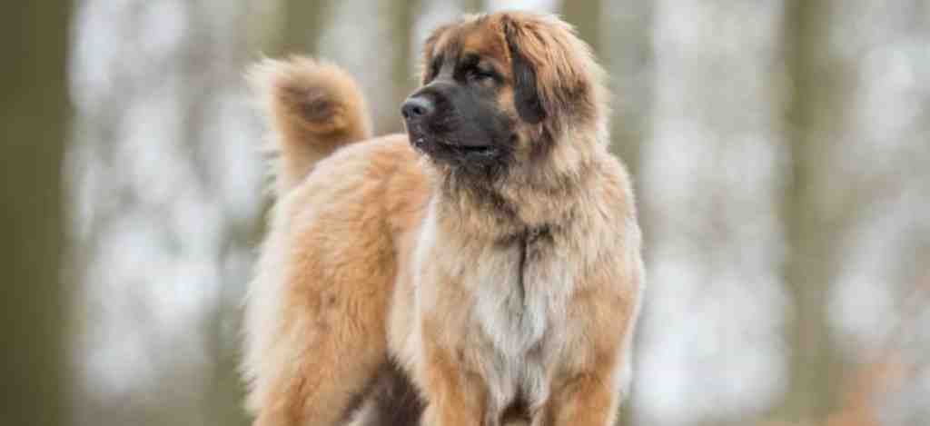Kjærlig Leonberger
