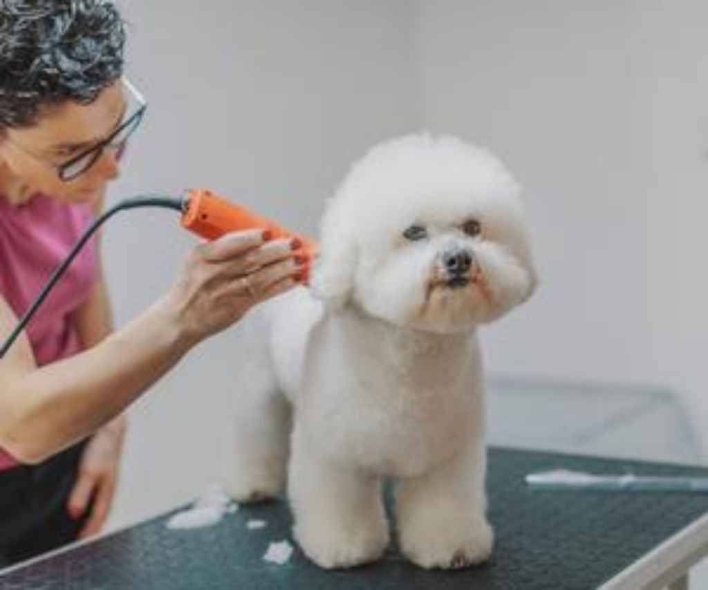 Bichon Frise Som Klippes