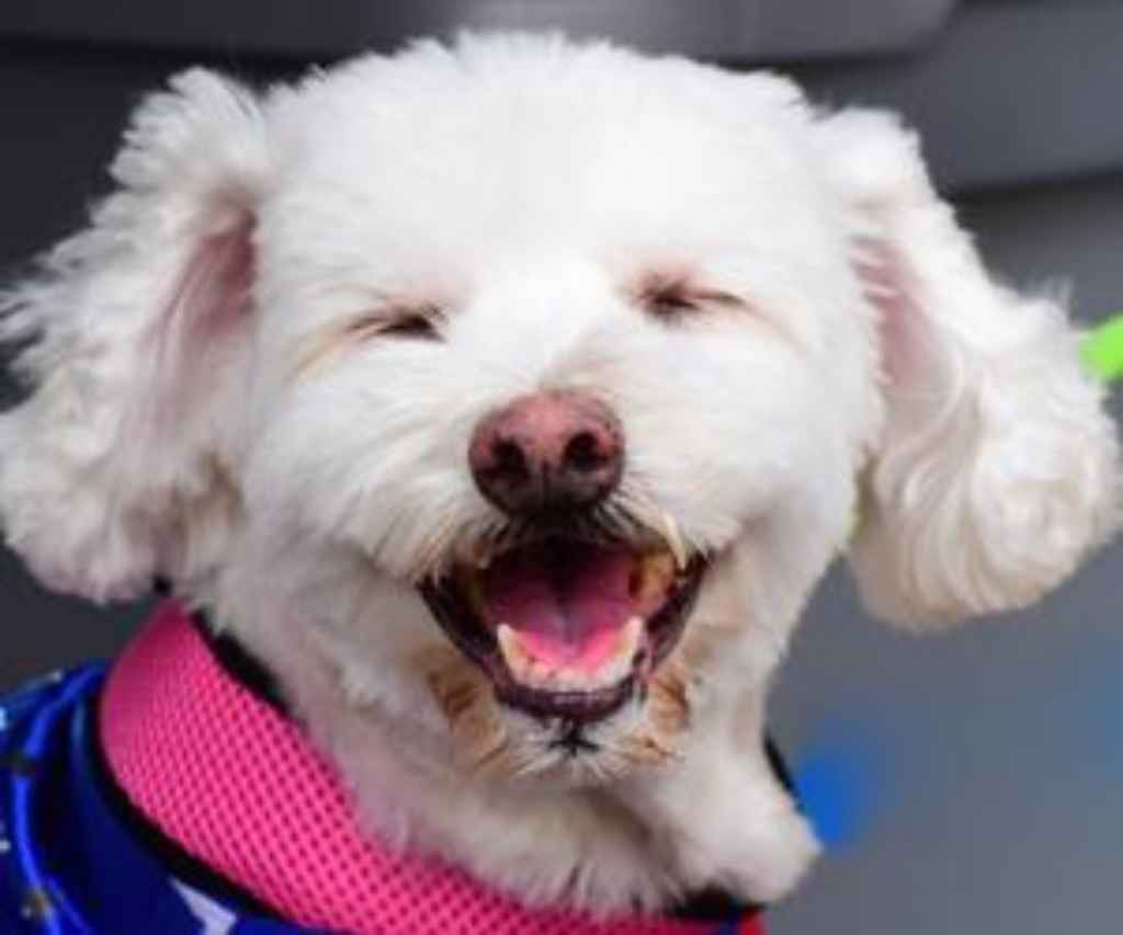 Bichon Frise Utseende og Temperament