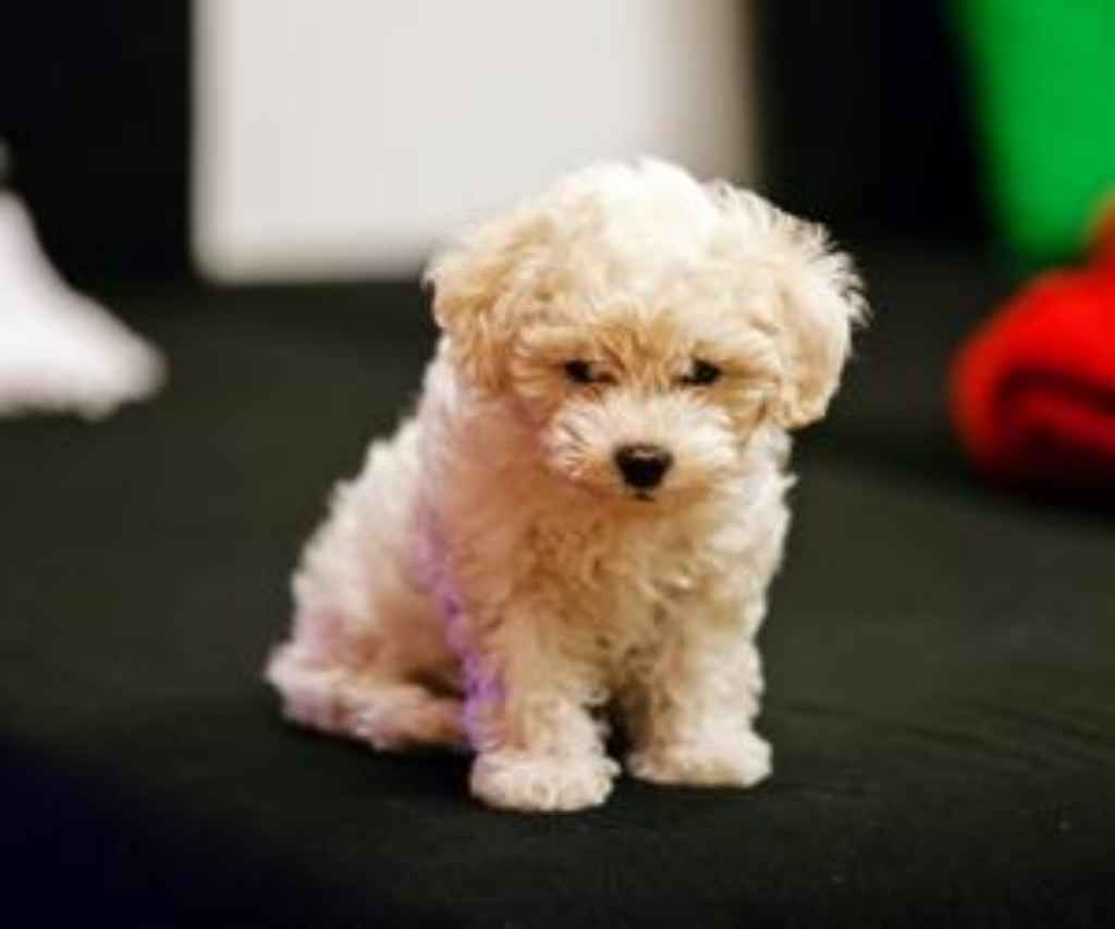 Bichon Frise Valp