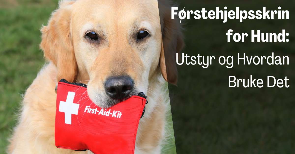 Førstehjelpsskrin for Hund