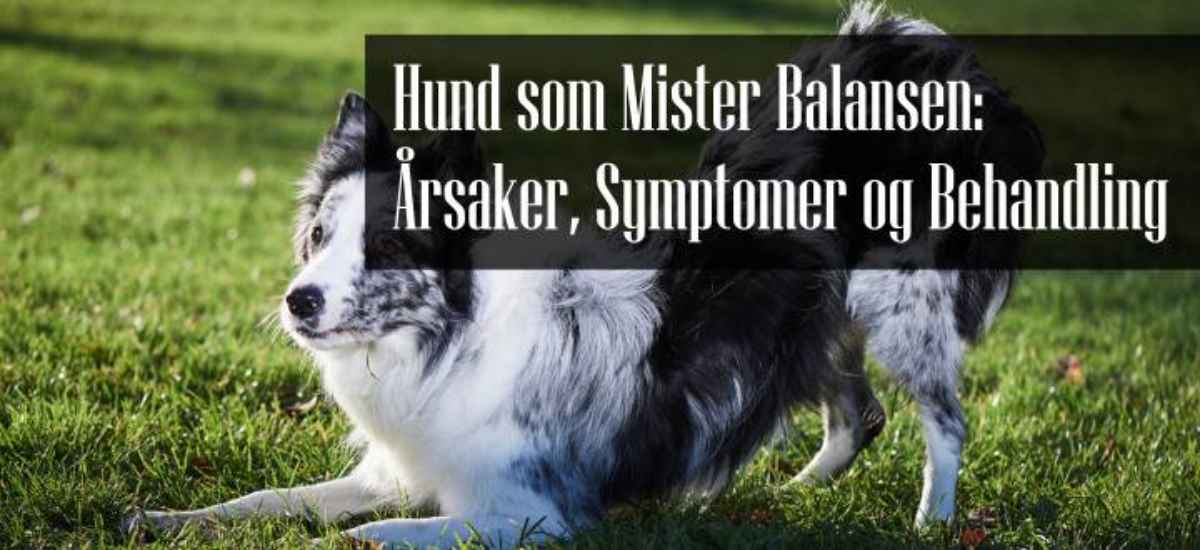 Hund Som Mister Balansen