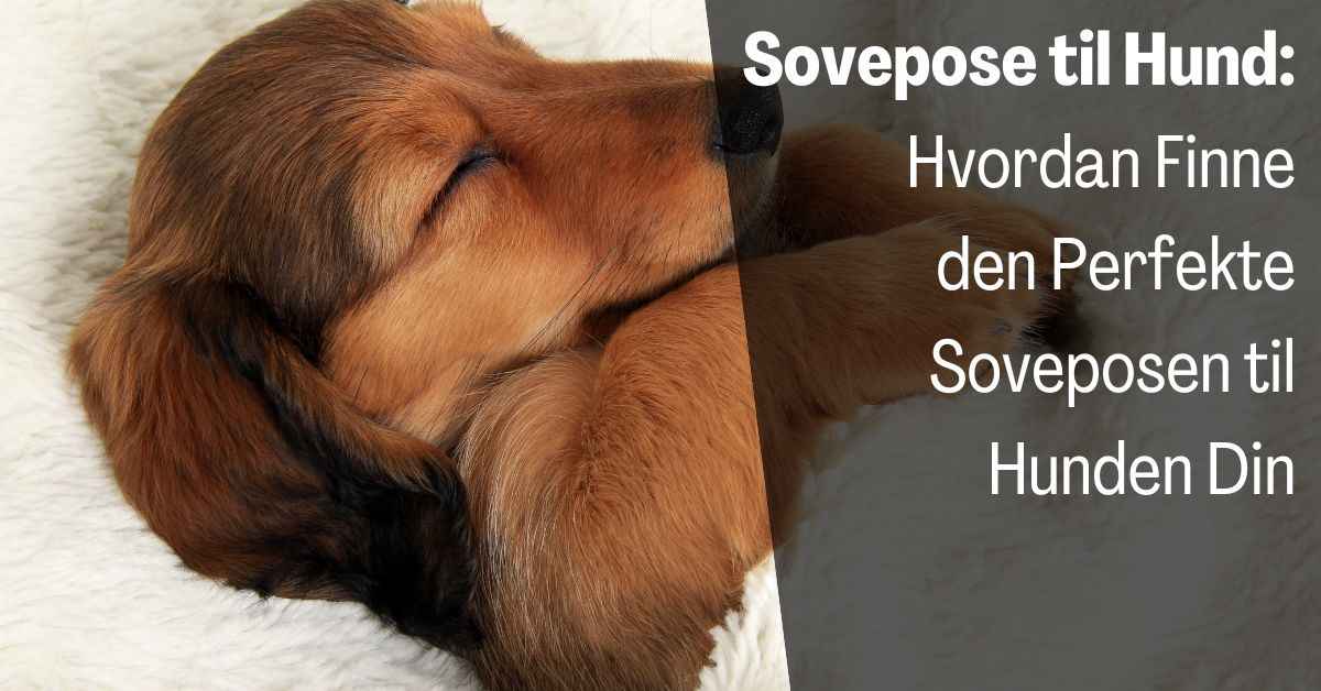 Sovepose til Hund