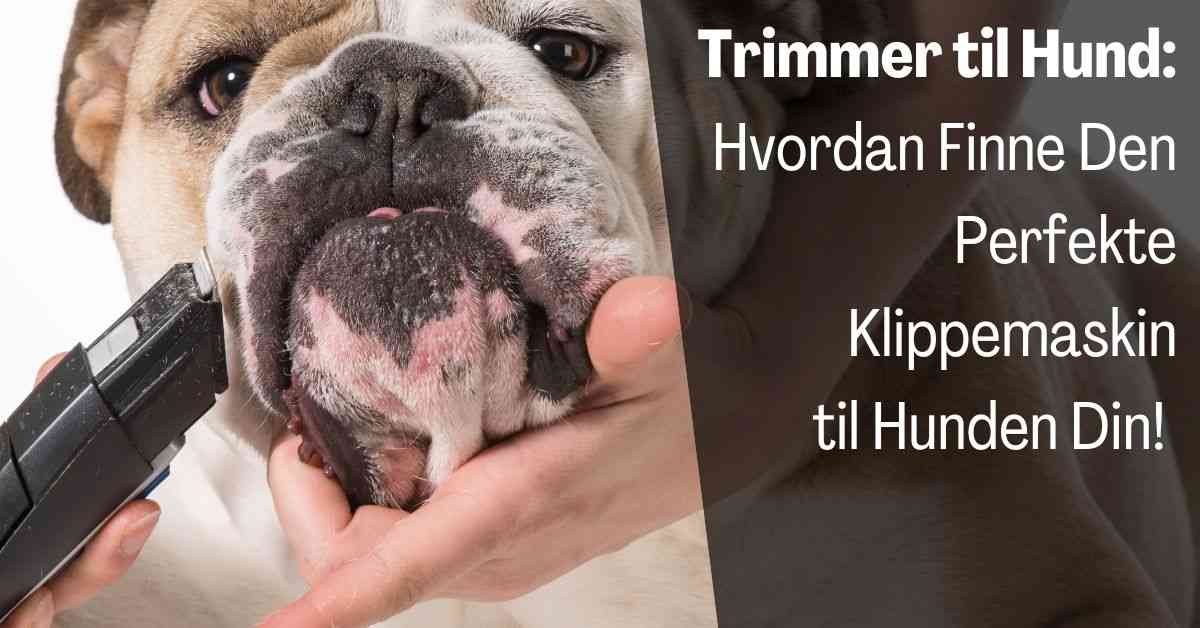 Trimmer til Hund Test og Kjøpsguide