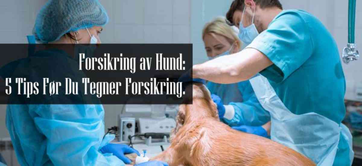 Forsikring Til Hund