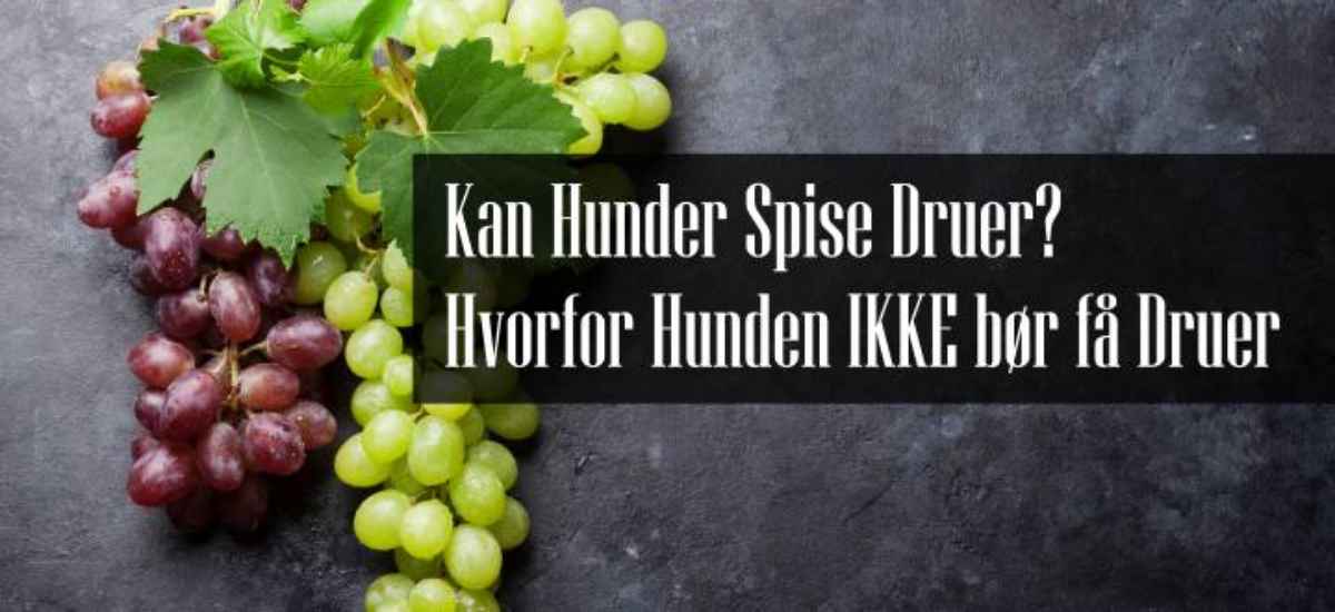 Kan Hunder Spise Druer