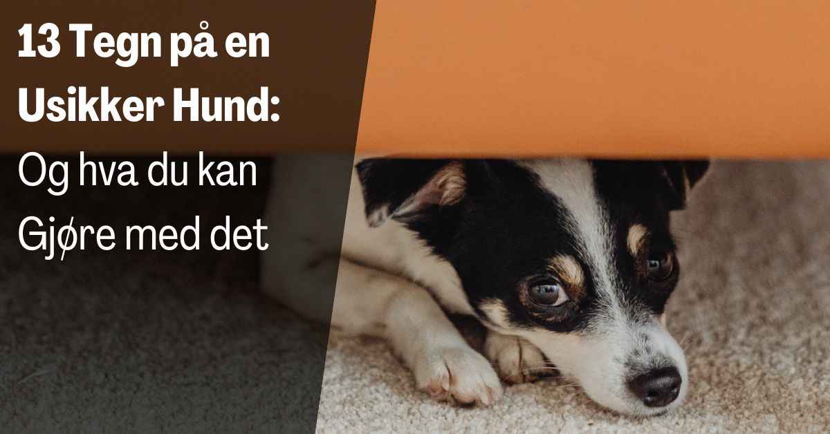 Tegn på en Usikker Hund