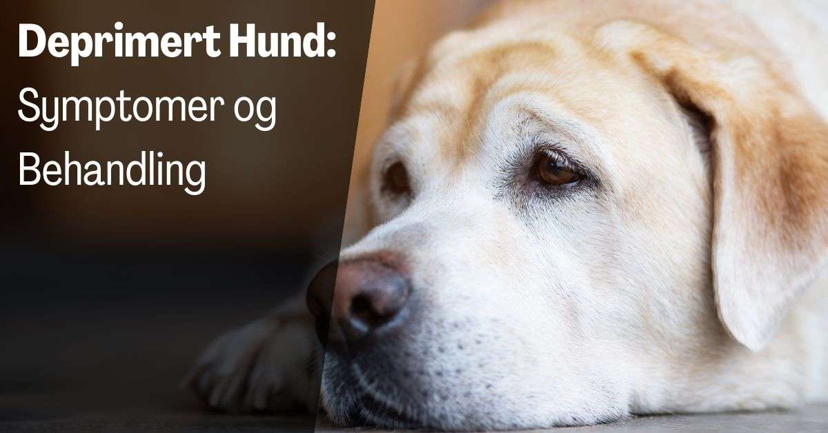 Deprimert Hund Symptomer