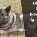 Norske Hunderaser