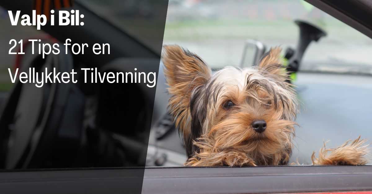 Valp i Bil Tips