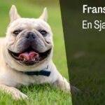 Fransk Bulldog Rasebeskrivelse