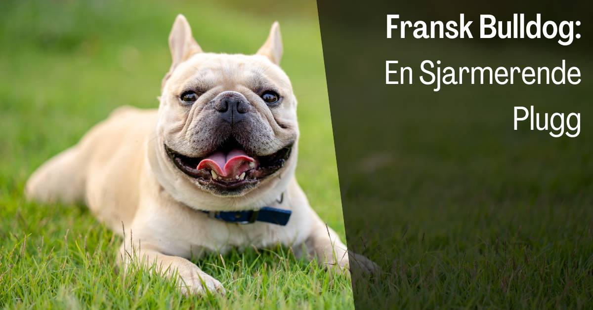 Fransk Bulldog Rasebeskrivelse