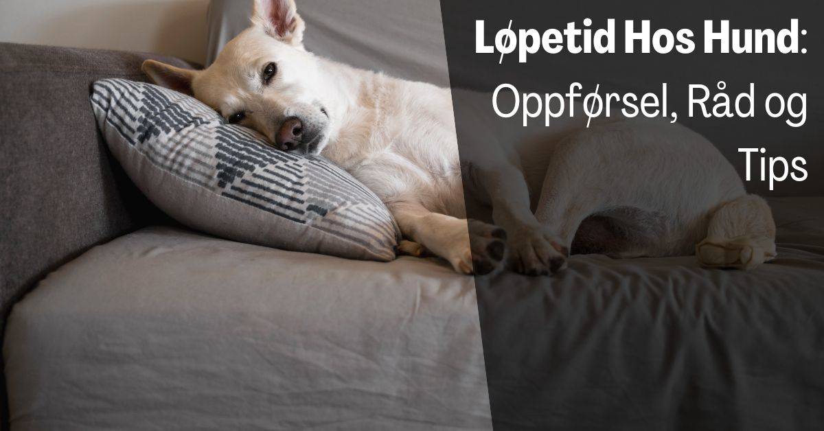 Løpetid Hund Oppførsel og Råd